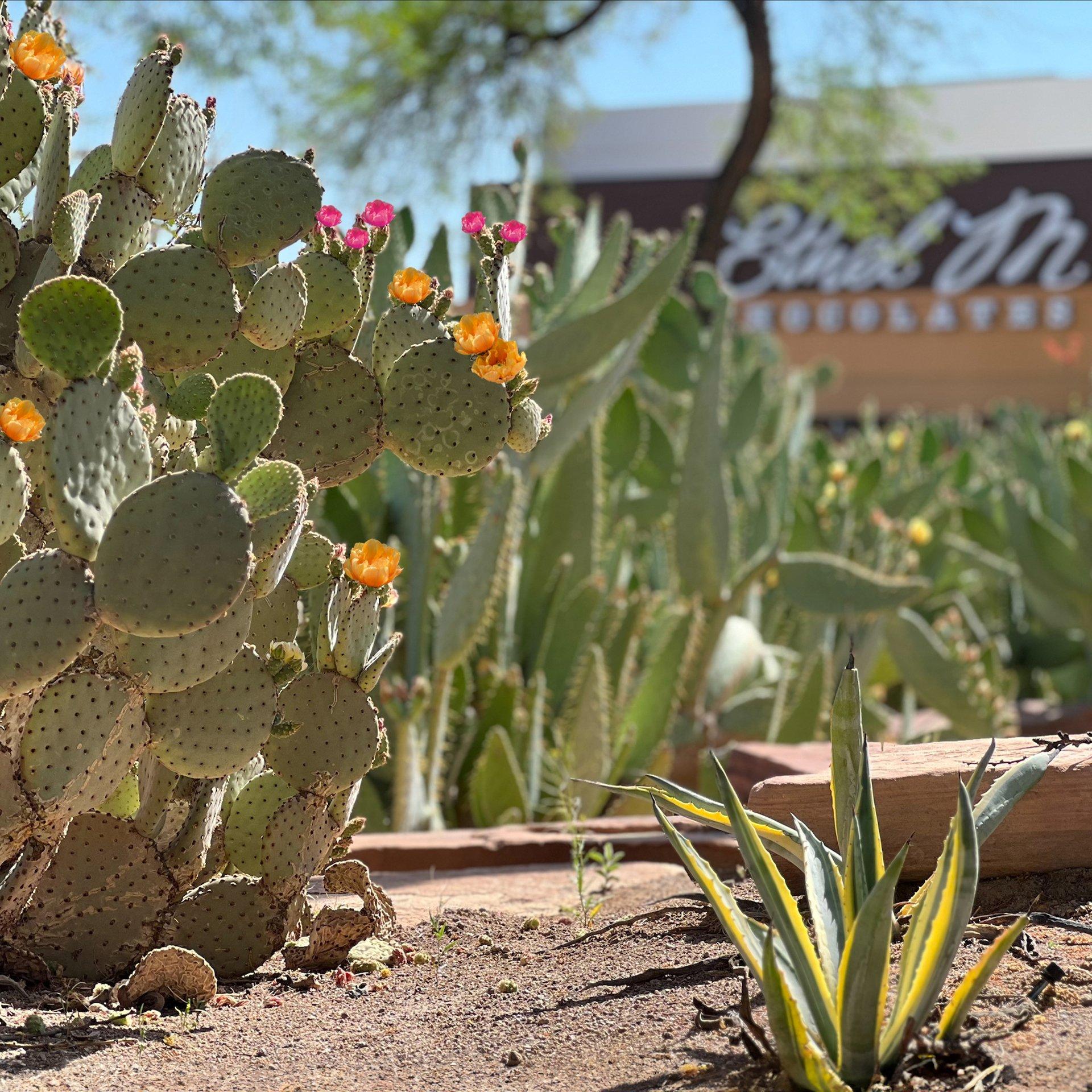 Cactus garden at Ethel M Chocolates Flagship Store